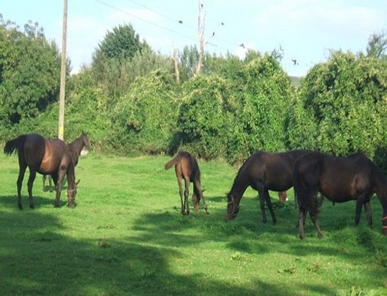 Monasterevin Cloncarlin House Bed & Breakfast エクステリア 写真